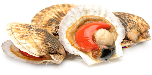 Как сохранить гребешок живым? Как сохранить гребешок живым?