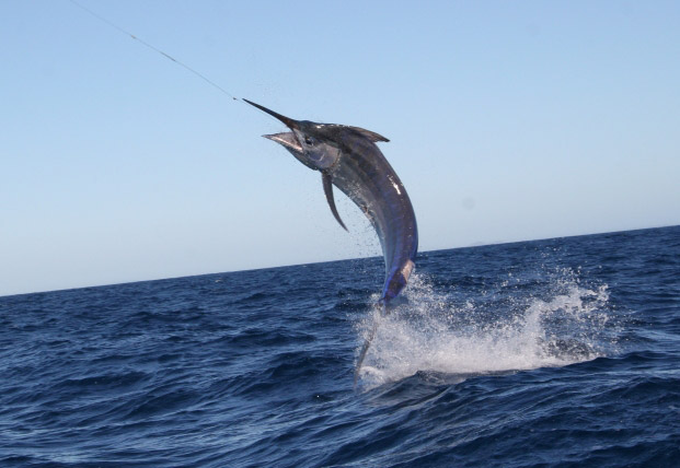 Какое по вкусу мясо марлина? Какое по вкусу мясо марлина?