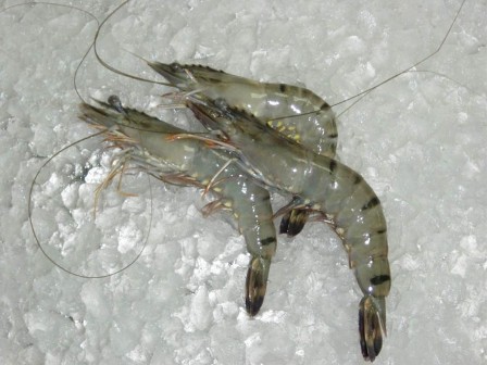 Охлажденные креветки Охлажденные креветки