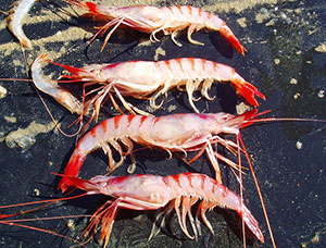 Лангусты