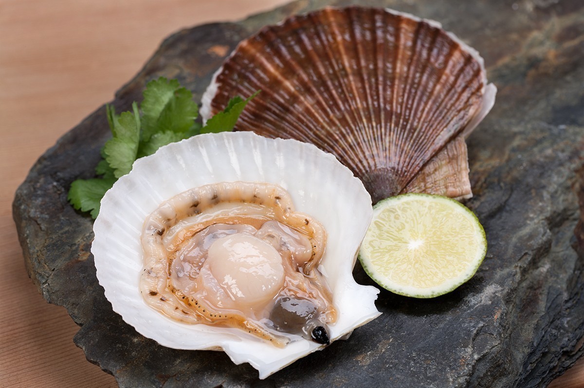 От устриц до рапан - гребешки