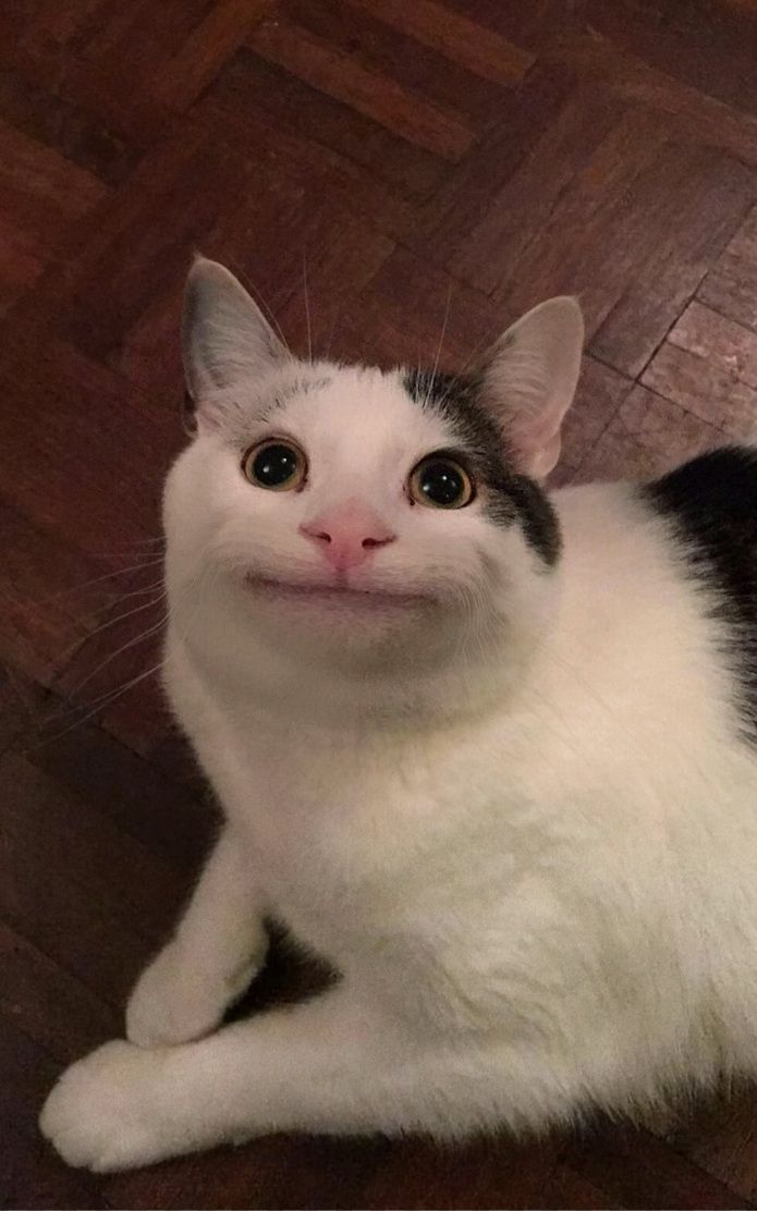  kitten