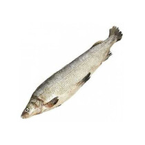Северная якутская рыба Муксун свежемороженый